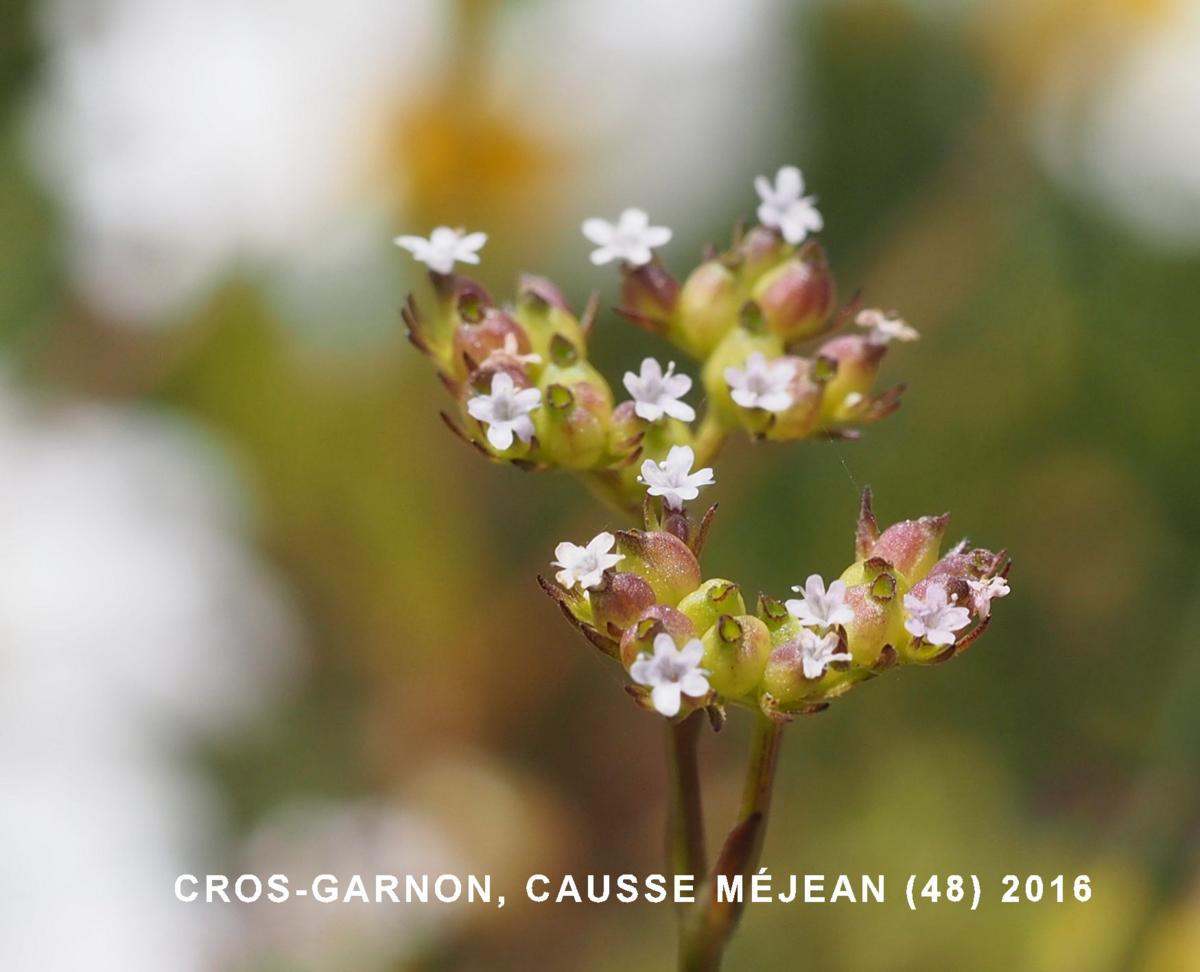 Corn-salad, Toothed flower